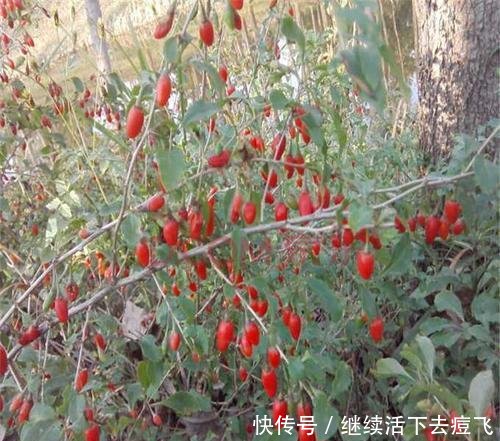  果子@野外挖一棵“枸杞树”，做成小盆景，挂满红果子，美白又养颜