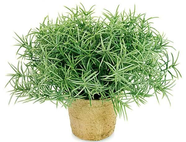  适合|适合厨房养的植物，吸油烟，还为厨房增添绿色！