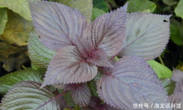  #液体#种子榨油被称“液体黄金”，既是蔬菜又是药材，在农村随