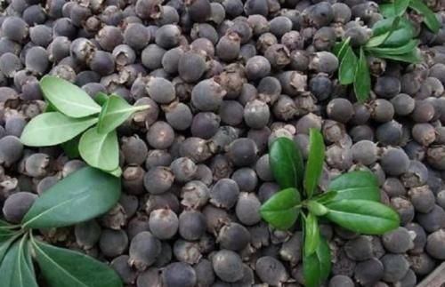 它被农民称为“水果之王”是药食两用的果子，如今野生的一株难求