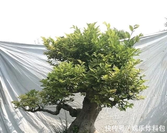 『朱立明』欣赏朱立明的盆景,学会体贴!