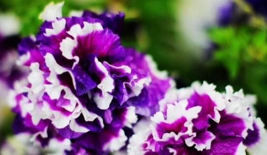  『开得』“2种”矮牵牛，花瓣多、花色艳，一盆比一盆开得旺，花朵开不断