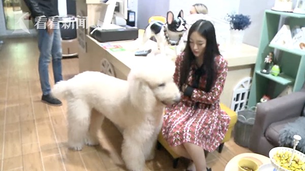 “网红狗”走丢被人寄养宠物店 想要带走有点难