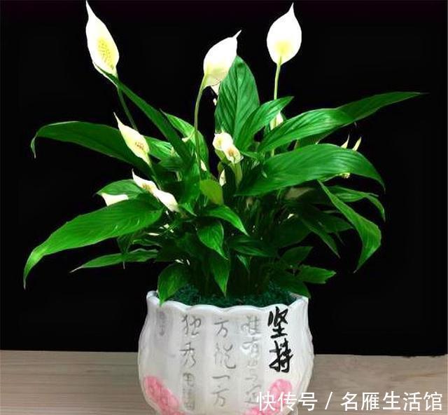 年宵|寓意最好的3种新型年宵花,花朵漂亮,简单好养,过年绽放春意浓