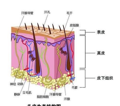 『发过』“高马尾”显精神状态好,但扎发过紧,却让头发不堪重负!