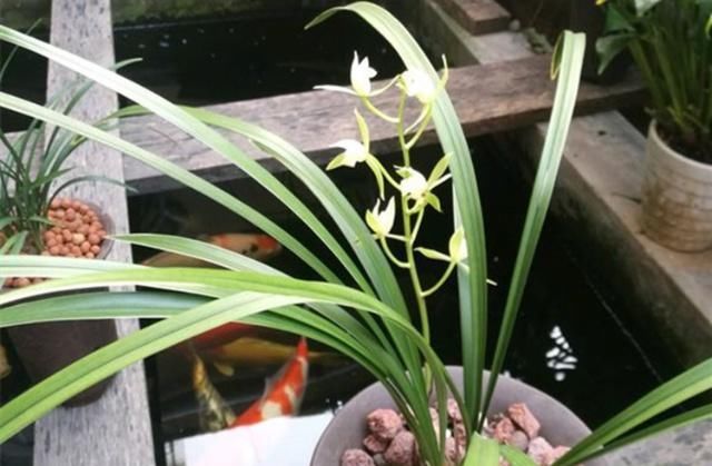  盆土：养兰花，有这3大“将领”冲锋陷阵，花大株壮！