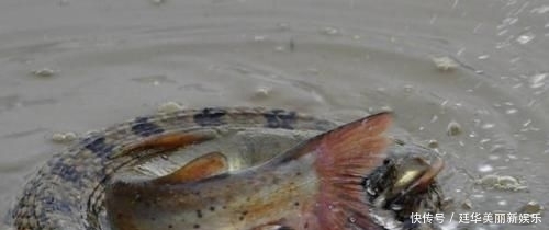 下河@钓友郊区河边钓鱼,水中突然阵阵涟漪,下河抓却不敢出手