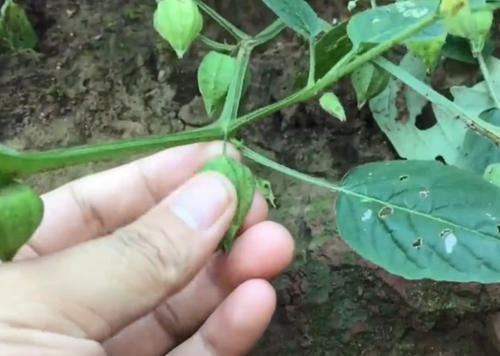 农村山坡上的野草，结出的果实像灯笼，看着不起眼但也是一种草药