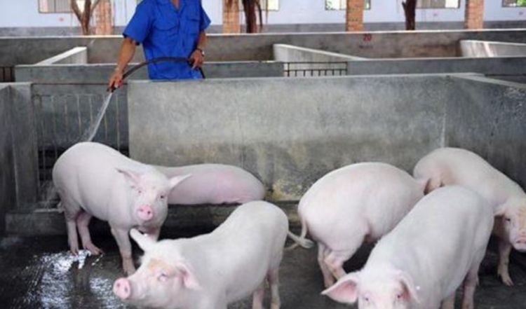  「养殖户」国家鼓励散户养猪,可以放开养了吗?小养殖户该怎么避