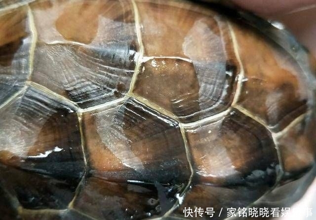  「去钓」我说怎么钓不到鱼呢，全被这些家伙吃完了，钓了三只不认识的乌龟