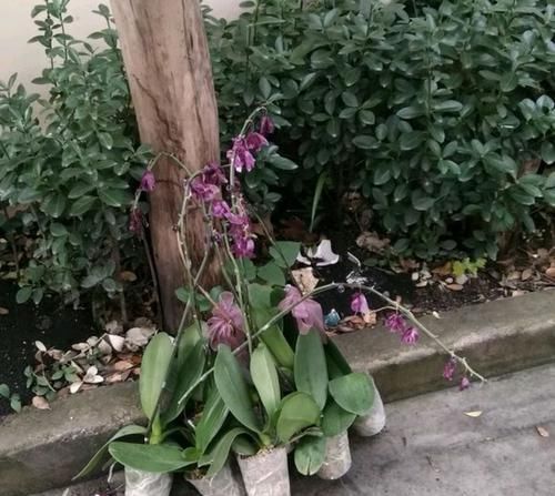  『小区』厚着脸皮在小区垃圾堆捡了一堆蝴蝶兰，可香了，捡花的毛病难改
