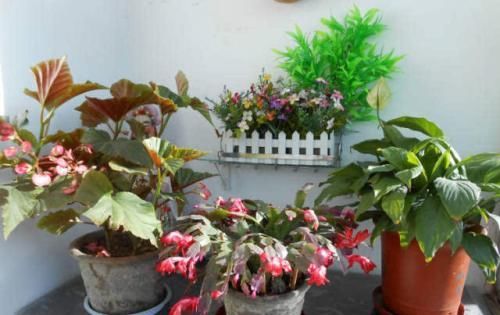  【生长期】养花做好这几件事,养什么花都能活,5分钟能学会!