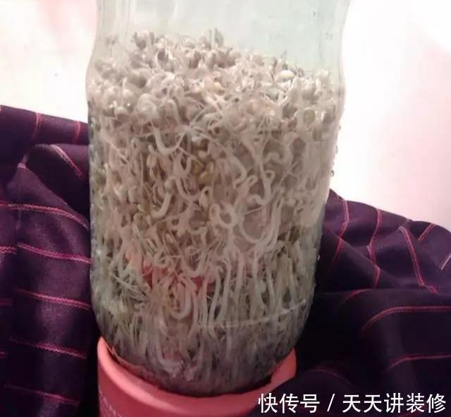 『扦插』养护神器:塑料瓶千万别扔,用来养花用处多