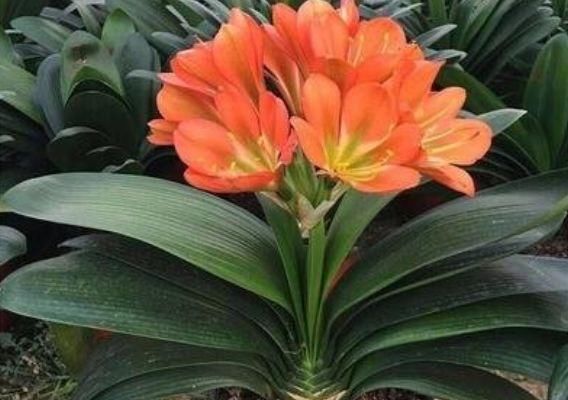 『植物』将3种植物,养在家中最划得来,一年四季都能开花,还能净化空气