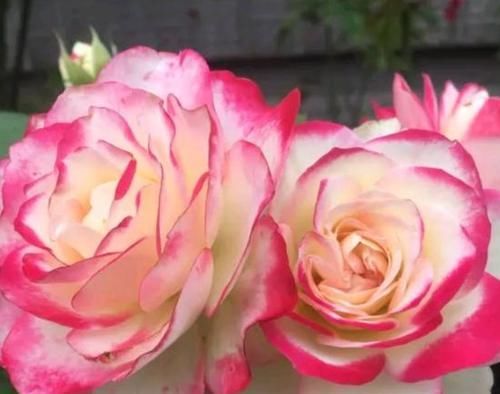  『花期』推荐这款“花卉”给你，花期超长，一年四季花开不断，适合阳台