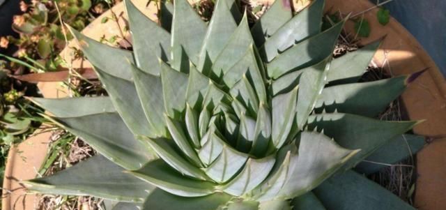 「时间」这种多肉植物,养得越久越贵,形状像“螺旋”,温差大容易上色