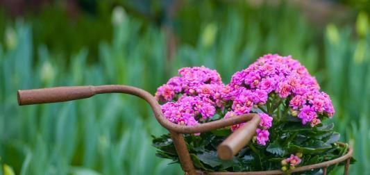  花园|种上这3种花，阳台美的像“花园”，轻松爆盆，四季花开不断！