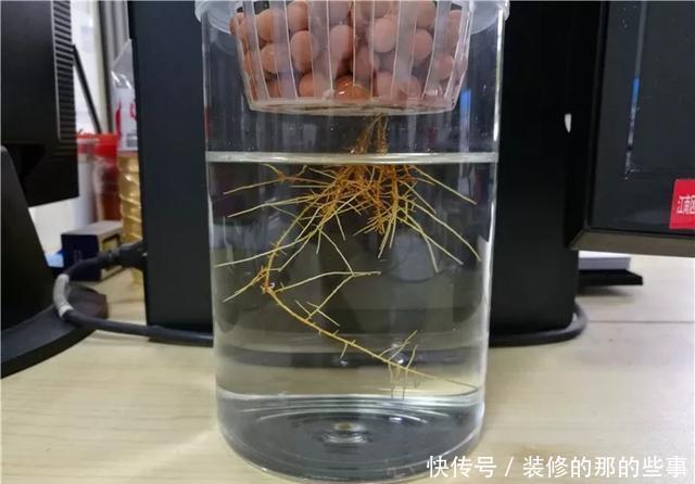 『花钱买』养花技巧:最难养的3种花,扦插100%活,下次别再花钱买啦