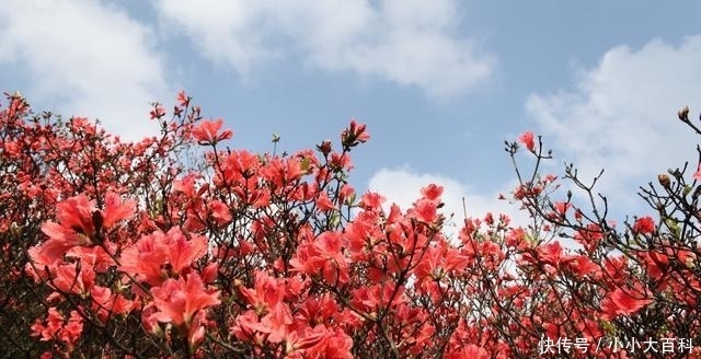 广西有座山，一到五月，漫山遍野，层林尽染