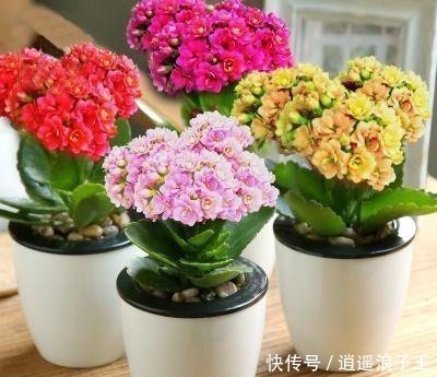 『艳丽』长寿花的花期长,开花艳丽,深受人们喜爱,养护长寿花注意什么?