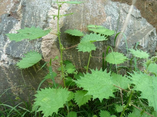 农村一种植物，农民采摘喂猪，是价值珍贵的“中国草”