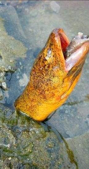 水稻田的黄鳝，草也不吃，也不用喂养，它们是吃什么长大的