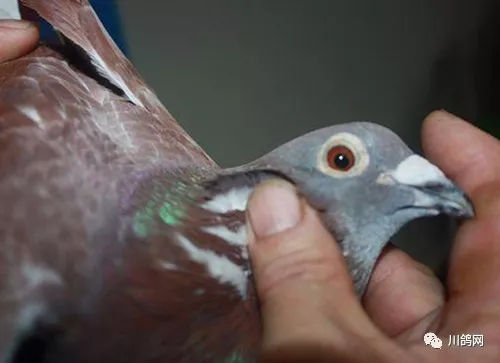 【赛鸽经验】种鸽:这么使用红绛鸽