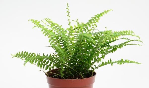  吸取|适合养在厨房的几种植物，吸取油烟全靠它，居家必备！
