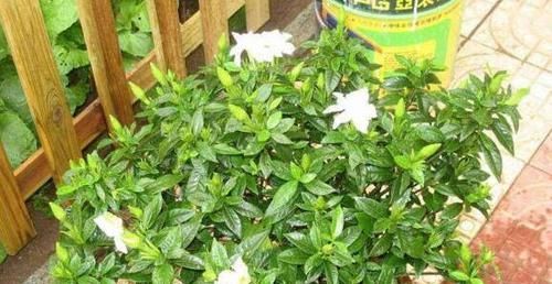  「持土壤的酸性」10天给栀子花滴“3滴它”，新芽多，叶子绿，还多开花