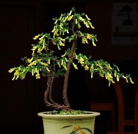  「金雀花」枝条“小心”棱角“小小”，金雀盆景的独特，只有爱花人才懂！