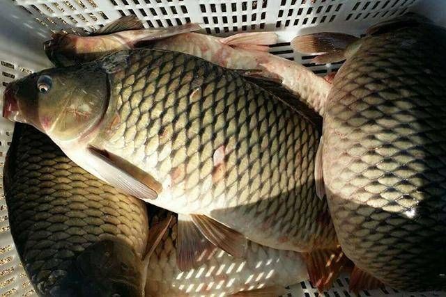  「自制」自制这款棒子面饵料“对付”鲤鱼，鲤鱼纷纷“投降”上鱼钩！