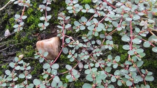 农村野草流“白浆”，却是天然的“止血草”，采回家赚了