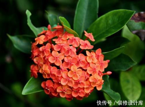 『特别』4种盆栽一年四季都开花,养在家中花不断,枝叶茂盛,大饱眼福