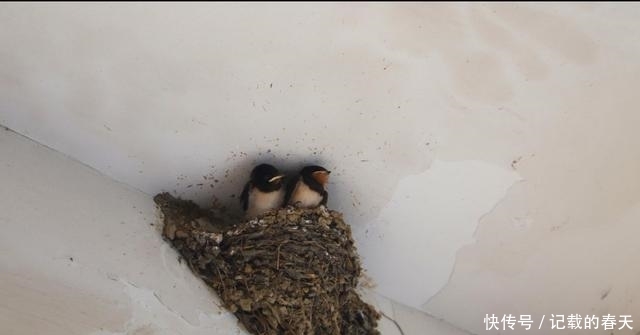 农村老人说“燕子不进苦寒门”，燕子是如何区分穷人和富人呢