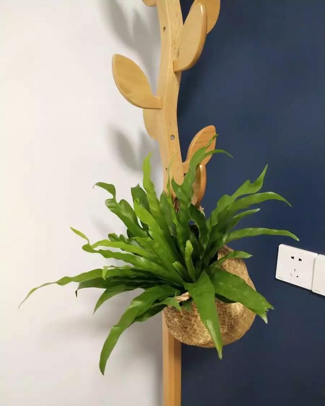 「荷叶铁线蕨」6种适合卫生间养的蕨类植物,耐阴好养活,杀菌去异味!