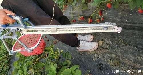  草莓：太有才南充5名大学生发明“神器”，央视用50分钟介绍