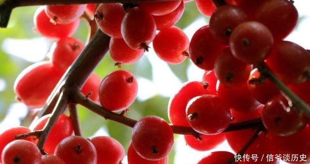 「果实」人称“羊奶果”,小时候常常吃,如今城里盆栽做盆景,已成稀罕货