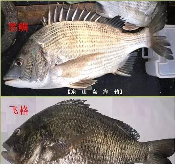  「东山叫红」46种海钓常见的鲷类鱼，最后一种高价的鱼原来也是鲷鱼，才知道