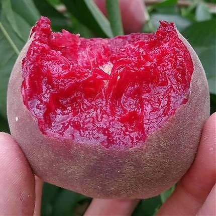  『吃不完』阳台也能美美的！试些花果植物，饿了吃，新鲜吃不完还能卖