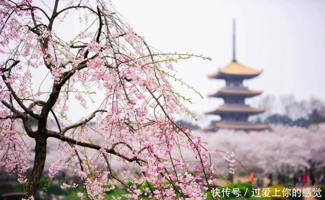 醉美樱花盛放武汉 一起踏上“十里”樱花之旅