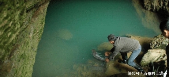  神兽|张家界隐藏的“守护神兽”，世界“最大”的大鲵，如今已活