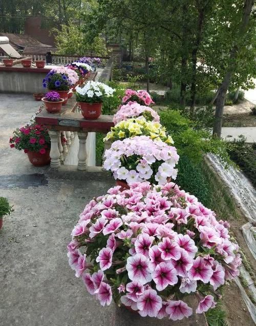  『家里』4种花春天必须养，开花多得数不清，家里变成小花园！