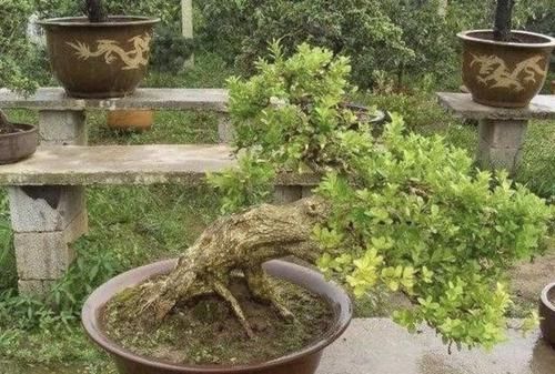 【枝条】茉莉花、绣球花,也不如2种“盆景树”,茎干、枝条好看,价值高