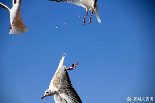你还会问，大理环海旅拍怎么拍？