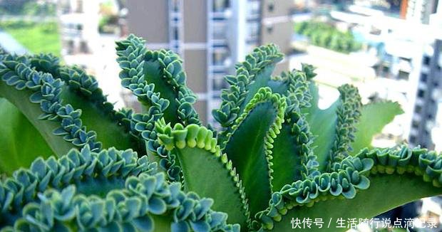 『随便』家里2种花,不要随便养,都是“入侵草”,一旦落地,没地方插脚