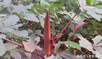 农村种植一种不常见的蔬菜，每亩产4000斤，一斤能卖到20块