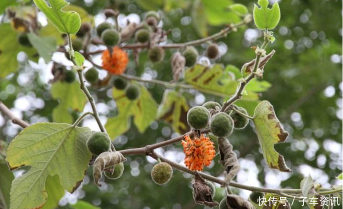 农村视为“害树”，看到连根拔起，现如今成了“摇钱树”