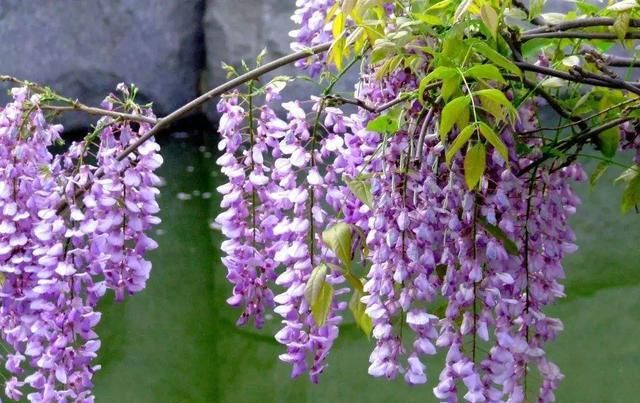  「小花」挂在空中的“梦幻小花”,开出成穗颜值高,紫藤花魅力让人抵不住
