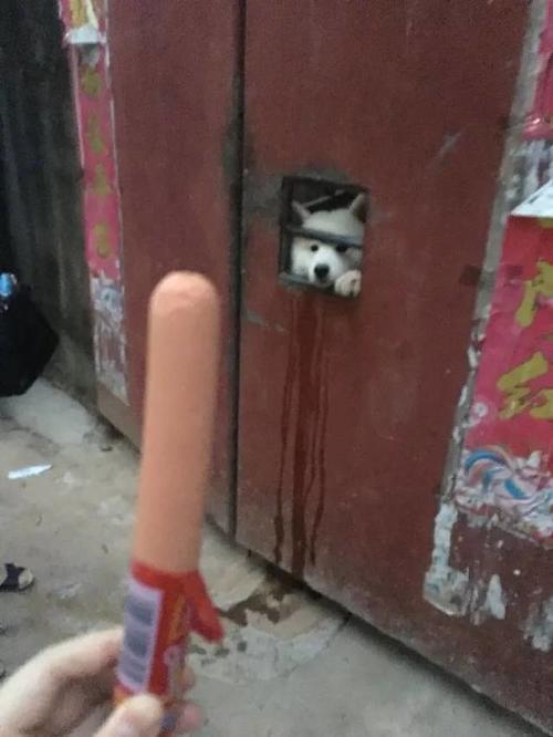 【最强回复】男子吃世上最毒蘑菇进ICU 醒来后还说很好吃