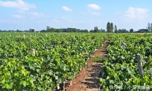  #亩葡萄#城里生意难做，农村人回老家种葡萄，当初信心满满，如